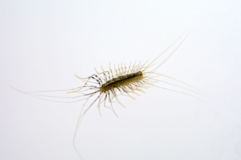 Centipede Extermination in Frisco, TX