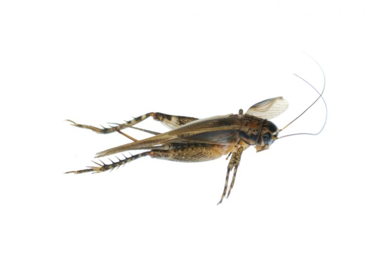 Cricket Prevention in Denton, TX