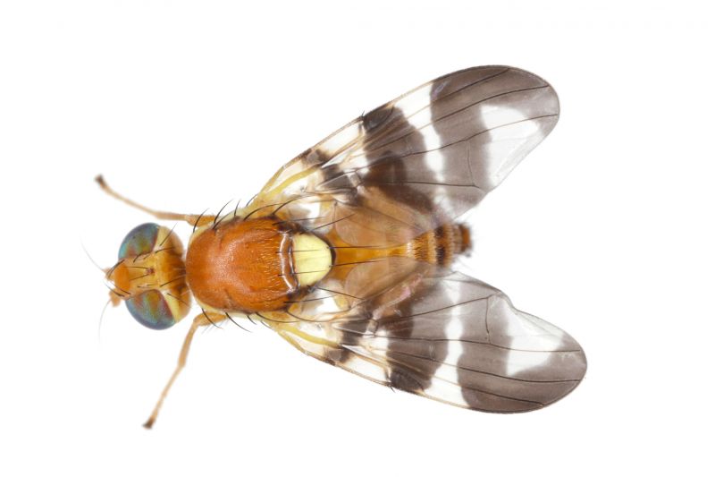 Fruit Fly Extermination in New Braunfels, TX