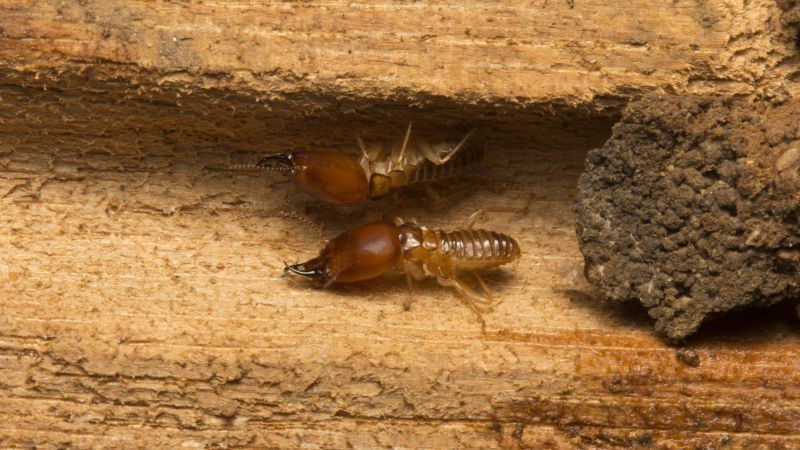 Termite Prevention in Frisco, TX