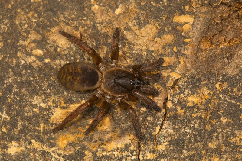 Trapdoor Spider Removal in Frisco, TX