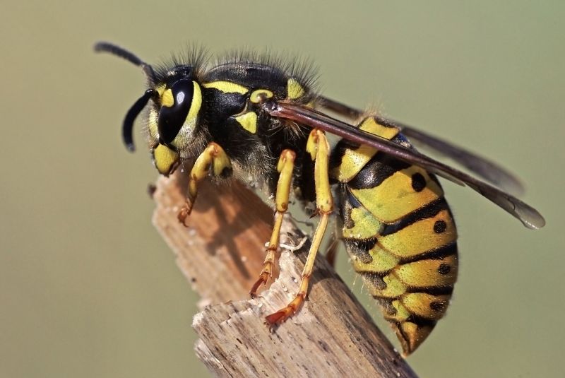 Wasp Control Service