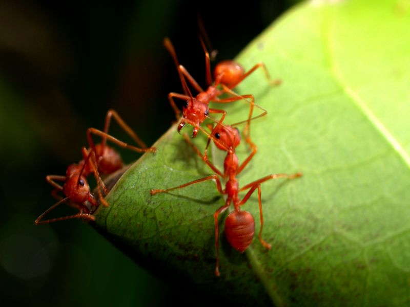 Ants Extermination Service in Katy, TX