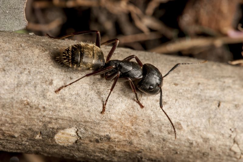 Black Ant Extermination in Mckinney, TX