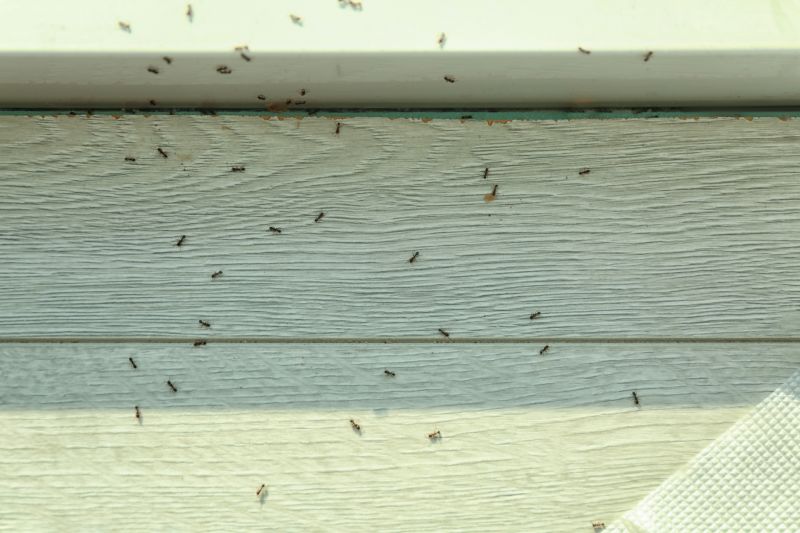 Black Ant Extermination in Fort Worth, TX