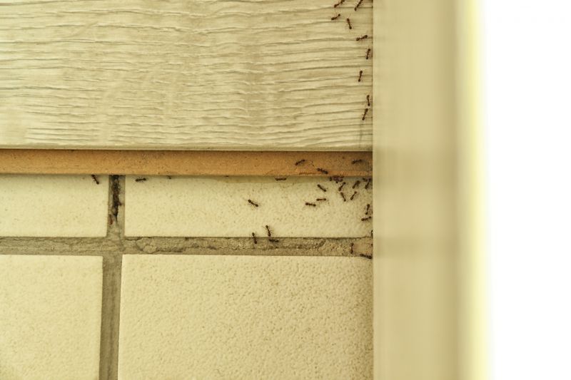 Black Ant Extermination in New Braunfels, TX