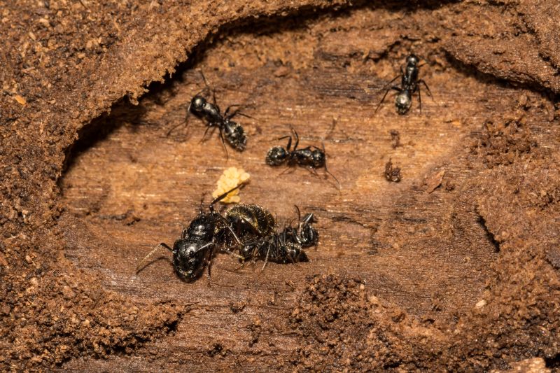 Black Ant Extermination in Frisco, TX