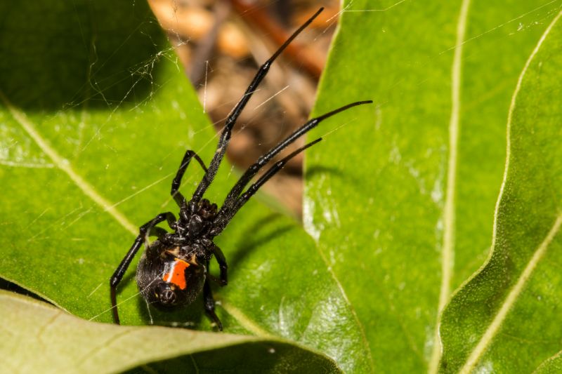 Black Widow Extermination in New Braunfels, TX