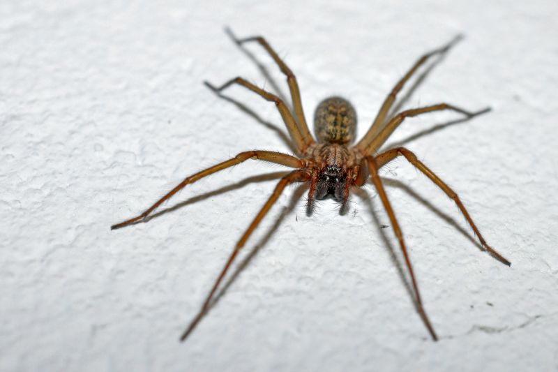 Brown Recluse Extermination in Denton, TX