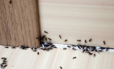Carpenter Ant Extermination in Denton, TX
