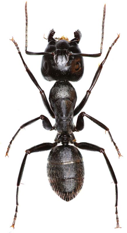 Carpenter Ant Extermination in Mckinney, TX