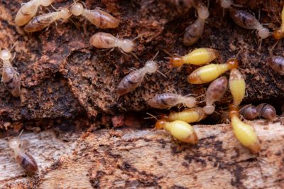 Commercial Termite Removal in Frisco, TX