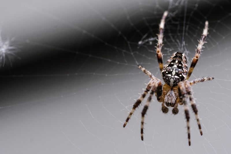 Common Spiders Extermination in Rockwall, TX