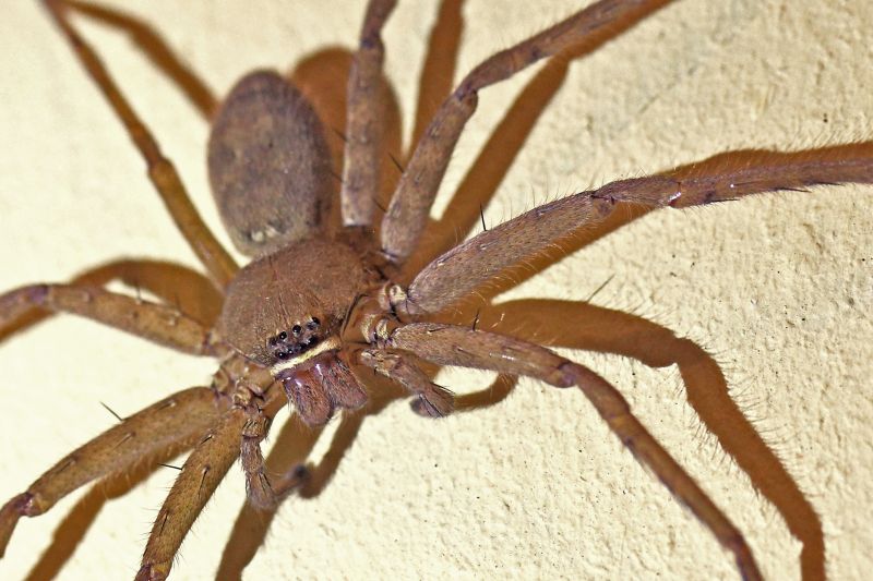 Common Spiders Extermination in Fort Worth, TX
