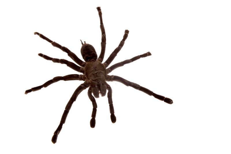 Common Spiders Extermination in Frisco, TX
