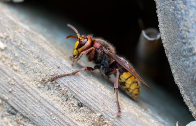 Common Stinging Insects That Invade Homes