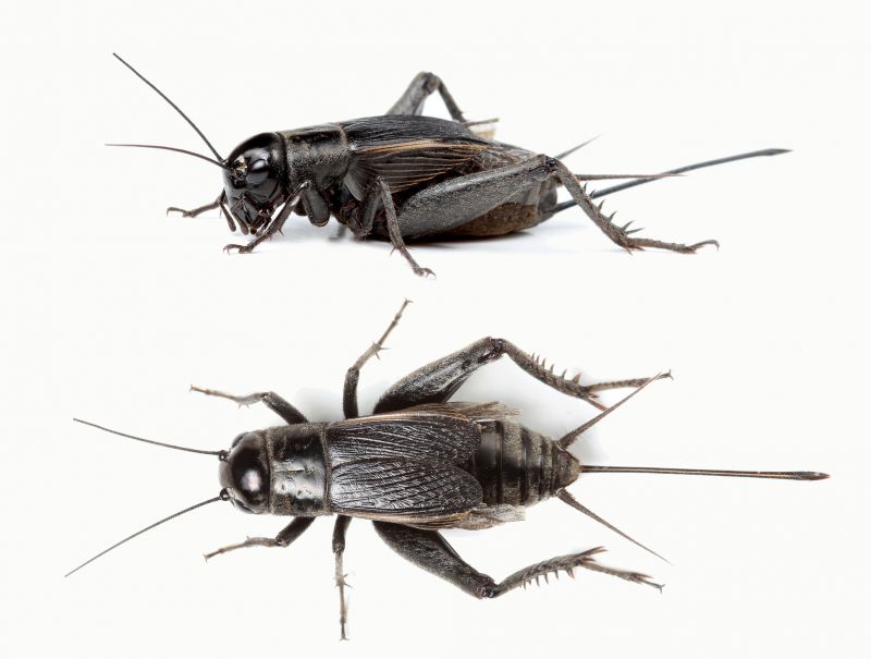 Cricket Control Service in Mckinney, TX