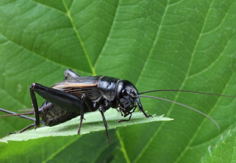 Cricket Control Service in Fort Worth, TX