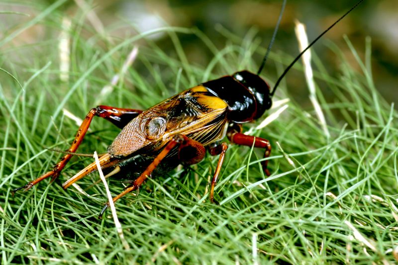 Cricket Prevention in Frisco, TX