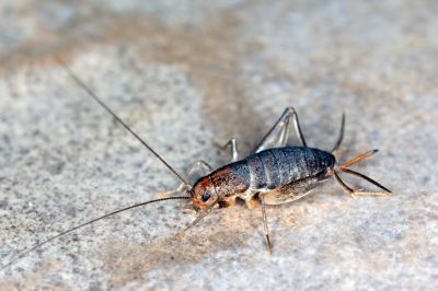 Cricket Prevention in Frisco, TX