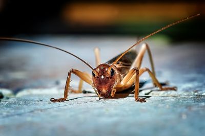 Cricket Prevention in Katy, TX
