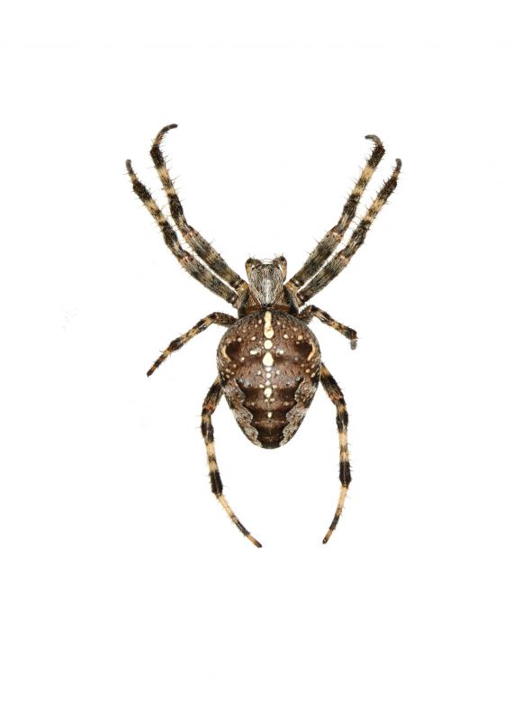 Cross Spider Extermination in Mckinney, TX