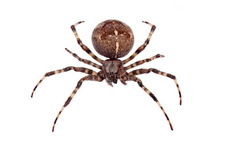 Cross Spider Extermination in Katy, TX