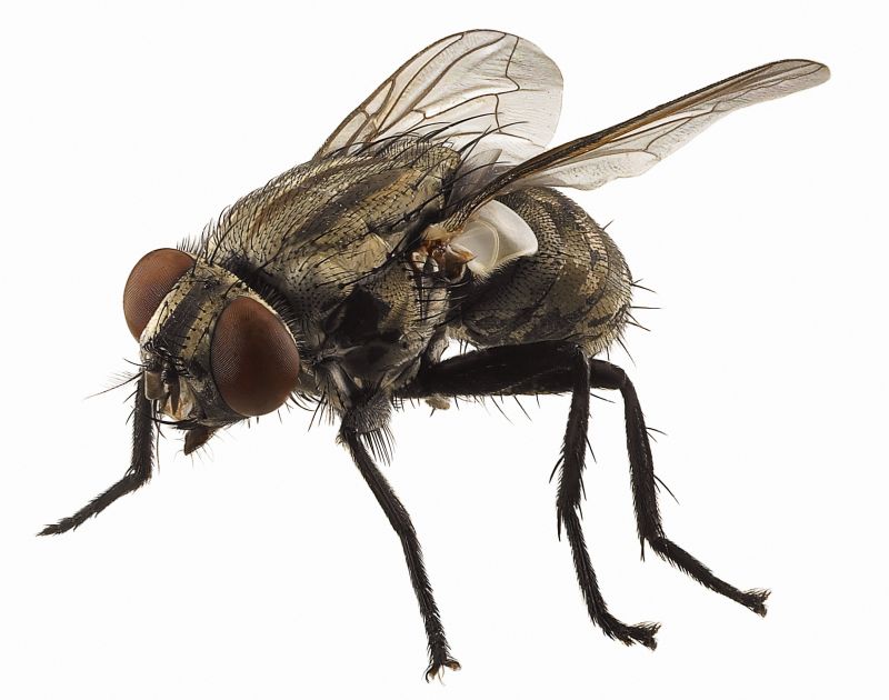 Fly Control Service in New Braunfels, TX
