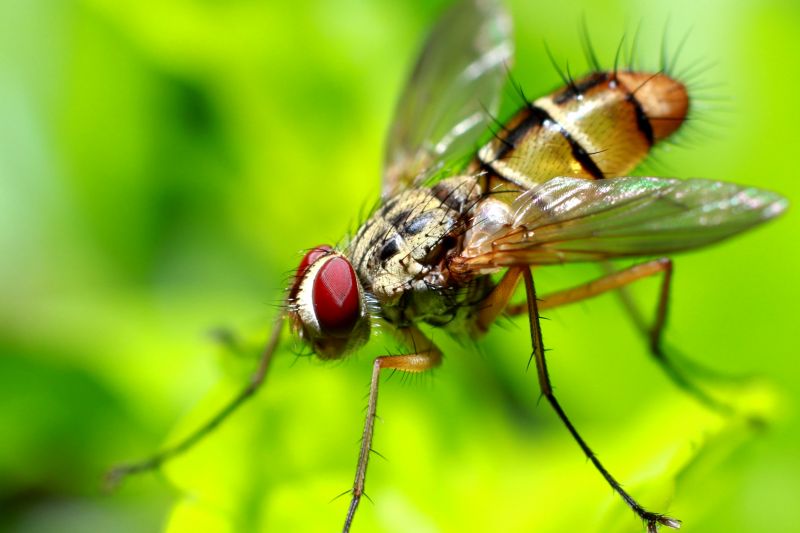 Fly Extermination in Denton, TX