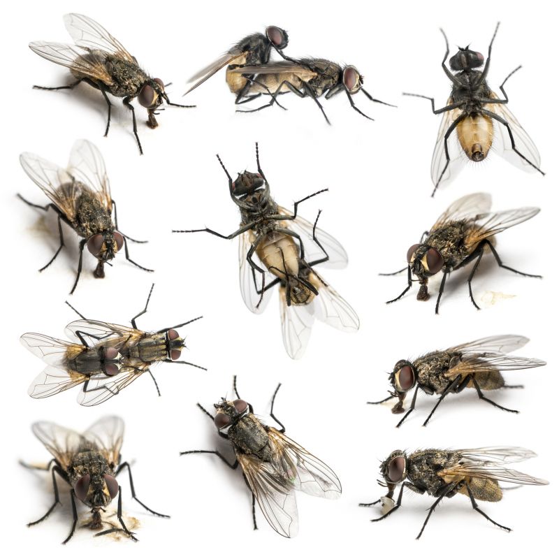 Fly Extermination in Katy, TX