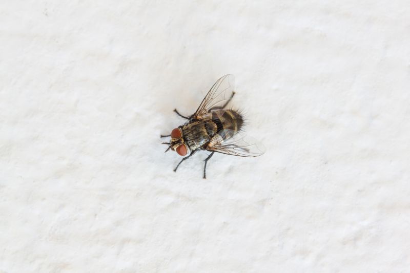 Fly Infestation Extermination in Frisco, TX