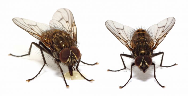 Fly Infestation Extermination in Fort Worth, TX