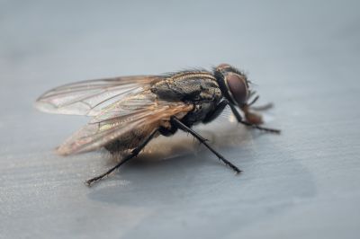 Fly Pest Control in New Braunfels, TX