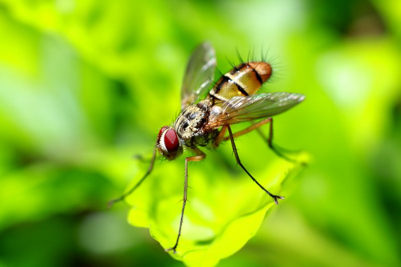 Fruit Fly Extermination in Denton, TX