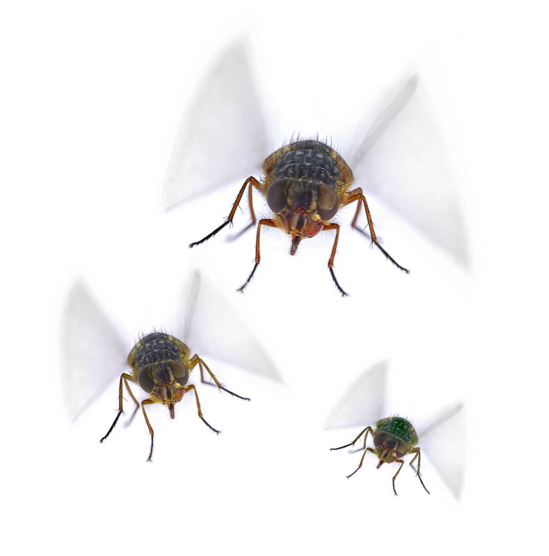 Fruit Fly Extermination in Frisco, TX