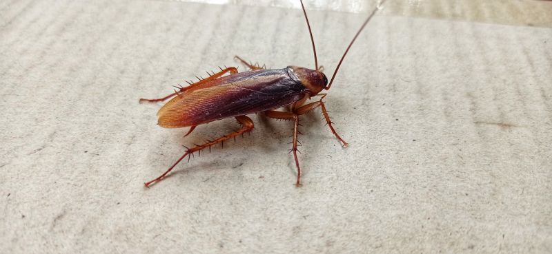 German Cockroach