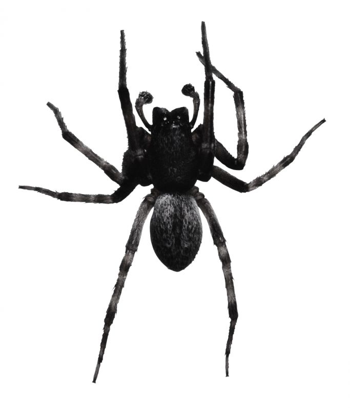 Hobo Spider Extermination in Denton, TX