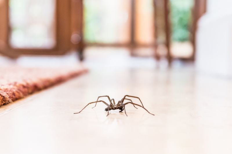 Huntsman Spider Extermination in Rockwall, TX