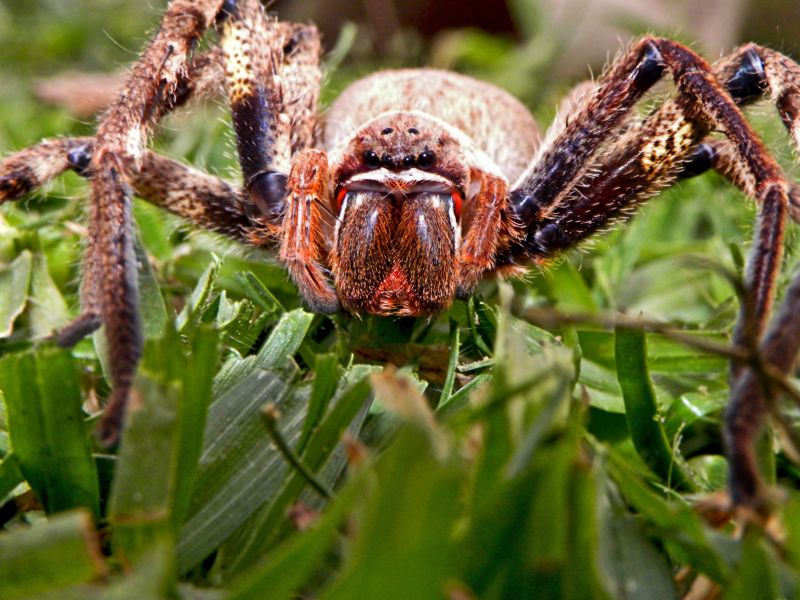 Huntsman Spider Extermination in New Braunfels, TX