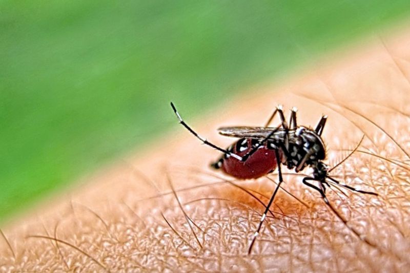 Mosquito Control Service in Mckinney, TX