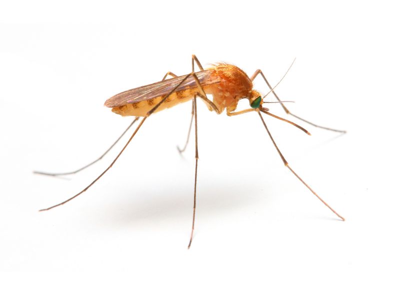 Mosquitoes Pest Control in Denton, TX