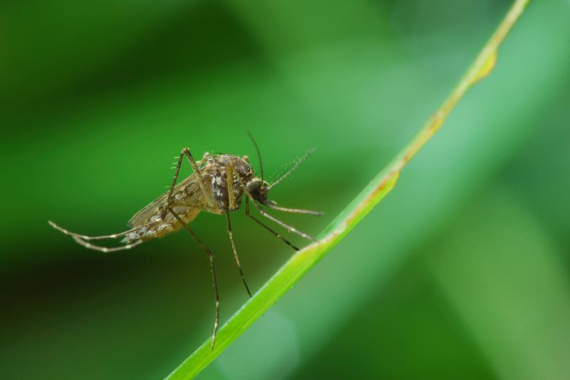 Mosquitoes Pest Control in New Braunfels, TX