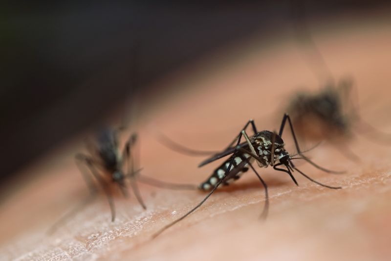Mosquitoes Pest Control in New Braunfels, TX