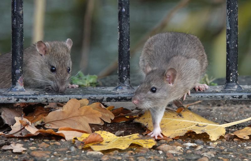 Rat Fumigation Service in Tampa, FL