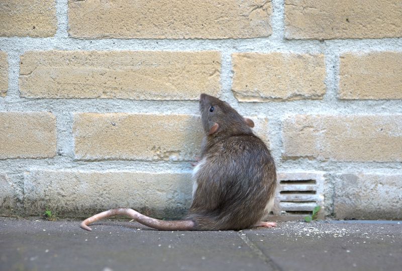 Rat Fumigation Service in Kalamazoo, MI
