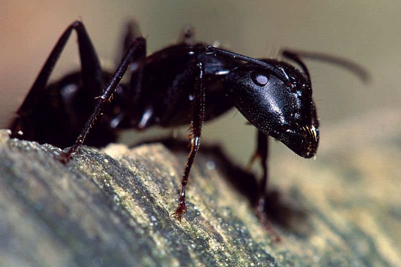 Red Ant Extermination in Katy, TX