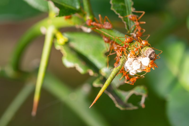 Red Ant Extermination in Rockwall, TX