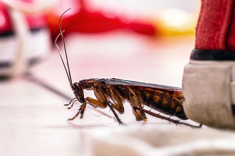 Roach Fumigation in San Antonio, TX