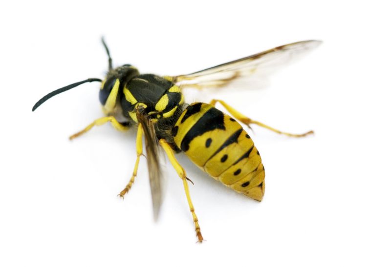 Signs You Have A Wasp, Hornet, Or Yellow Jacket Problem