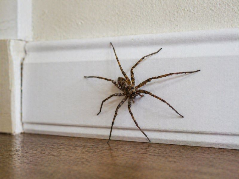 Spider Extermination Service in Rockwall, TX